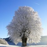 VeloElite Winter Shop ride